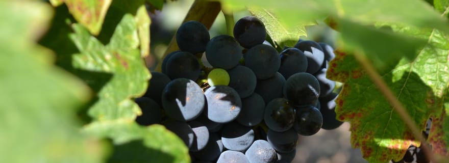 Visite d'un domaine viticole familial et sa cave troglodyte à Bourgueil