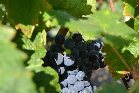 Visit a family-run winery and its troglodyte cellar in Bourgueil Visit the family winery and its troglodyte cellar