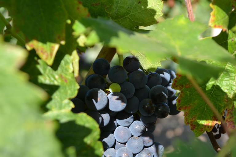 Visit a family-run winery and its troglodyte cellar in Bourgueil Visit the family winery and its troglodyte cellar