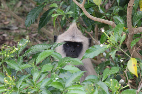 Trincomalee: Ritigala Forest monastery & lake boat day tour Trincomalee: Ritigala hidden Forest &relaxing boat tour