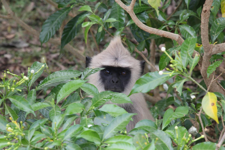 Trincomalee: Ritigala Forest monastery & lake boat day tour Trincomalee: Ritigala hidden Forest &relaxing boat tour