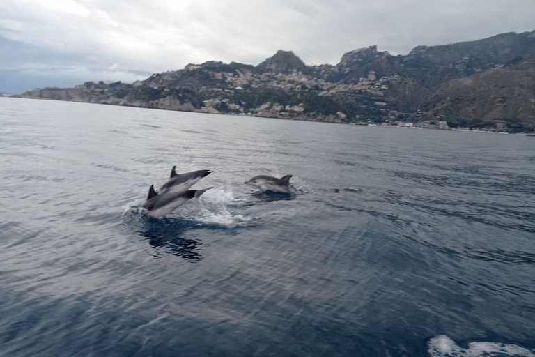 Sunset tour in search of dolphins with aperitif