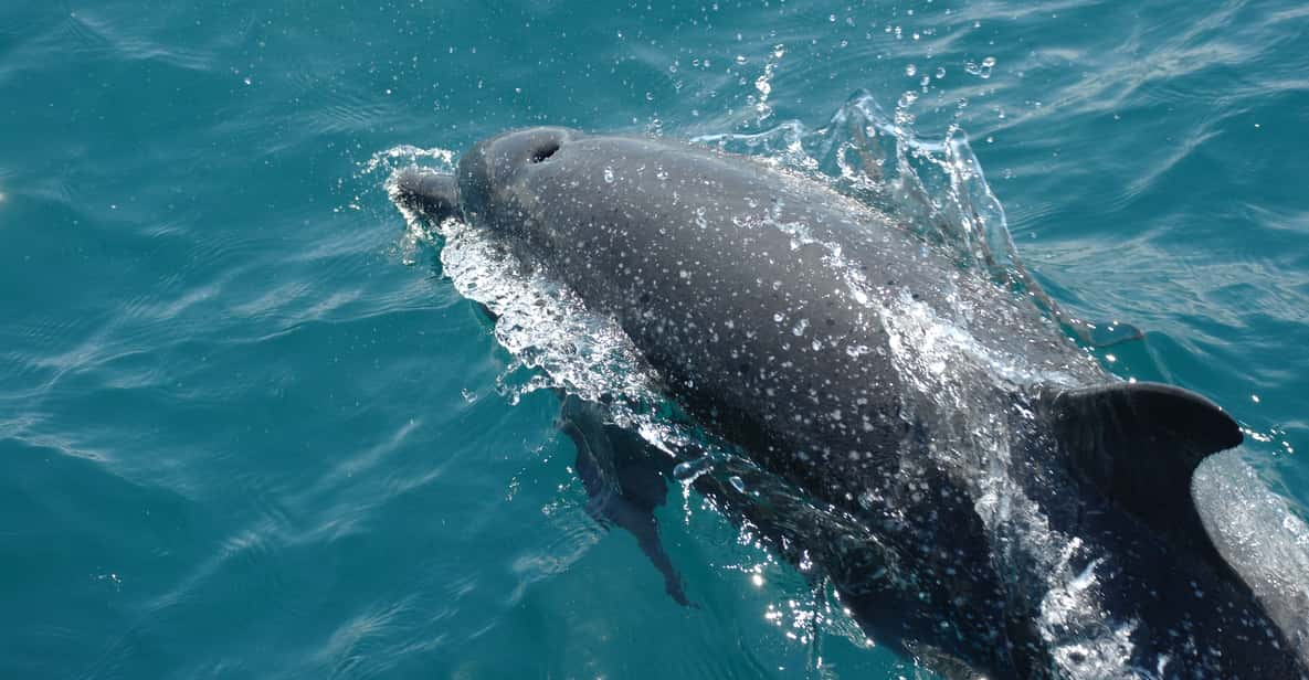 Caño Island - Snorkeling 