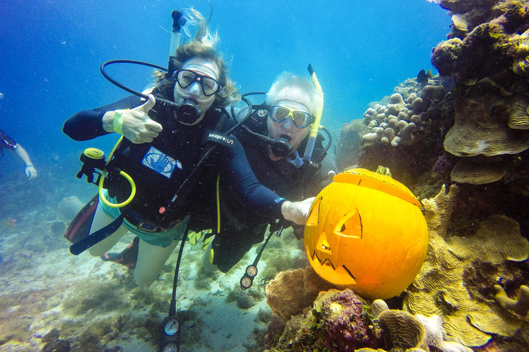 Aventure de plongée sous-marine à Catalina Le mur et l&#039;aquarium