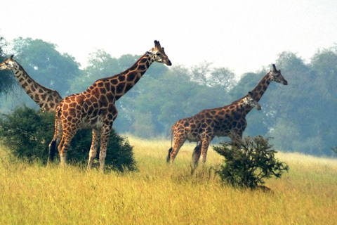 Kigali: Akagera National Park Safari dagsutflykt