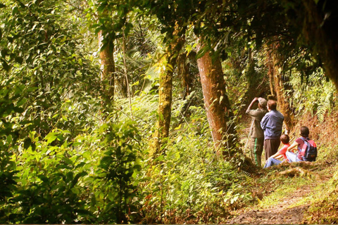 From Kigali: Nyungwe Park Waterfall Hike, Canopy & Zipline