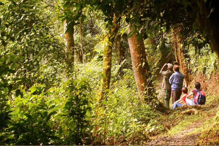 From Kigali: Nyungwe Park Waterfall Hike, Canopy & Zipline