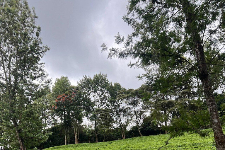 Nairobi:Gatura Greens Farm - Organic Farming & Culinary Tour
