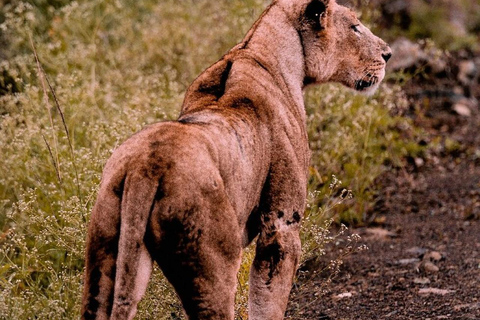 Nairobi National Park Scenic Wildlife-Packed Half-Day safari