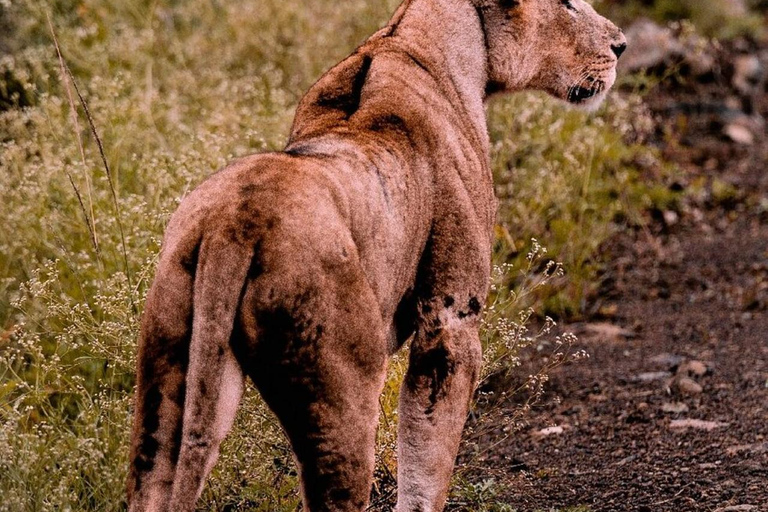 Nairobi National Park Scenic Wildlife-Packed Half-Day safari