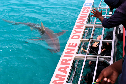 Cape Town: Gansbaai Eco-Friendly Shark Cage Diving CruiseTour with Meeting Point