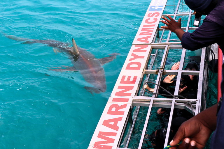 Buceo ecológico en jaula con tiburones en GansbaaiTour con punto de encuentro