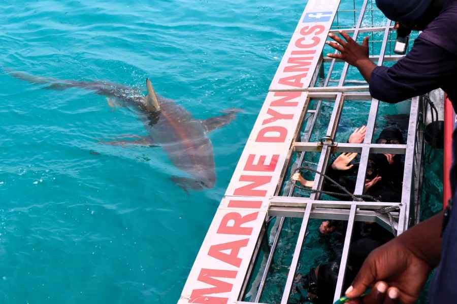 Kapstadt: Gansbaai Umweltfreundliches Haifischkäfig-Tauchen