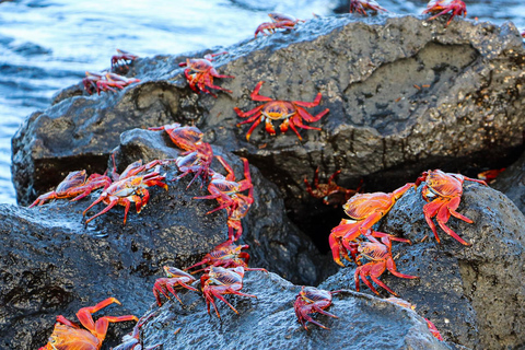 Ultimate Galapagos 6 Days Tour