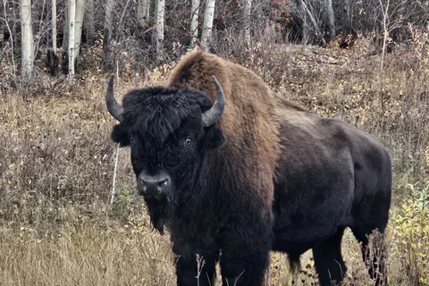 Yellowknife: Tour dell'autostrada dei bisonti selvaggi