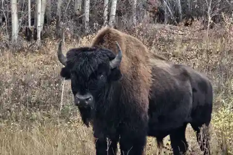 Yellowknife: Wild Bison Highway Tour