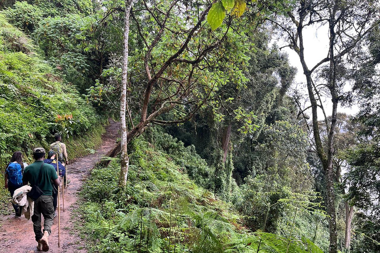 2 giorni di trekking con gli scimpanzé e pernottamento nella foresta pluviale di Nyungwe