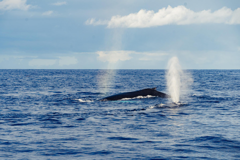 Oahu : Croisière d&#039;observation des baleines au départ de WaikikiOahu : Croisière d&#039;observation des baleines depuis Waikiki