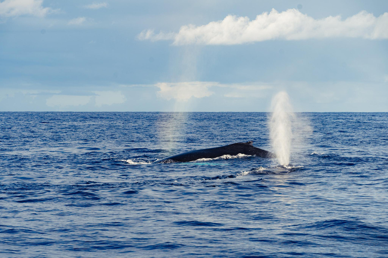 Oahu: Whale-Watching-Bootsfahrt ab Waikiki