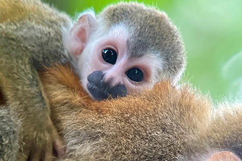 Manuel Antonio Park: Guided Walking Tour with a Naturalist Private Tour