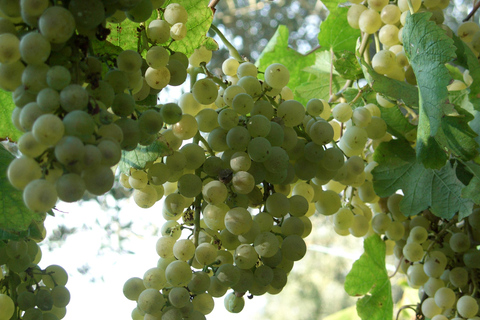 Sorrento: Walking Tour in Lemon Garden w/ Food Tasting