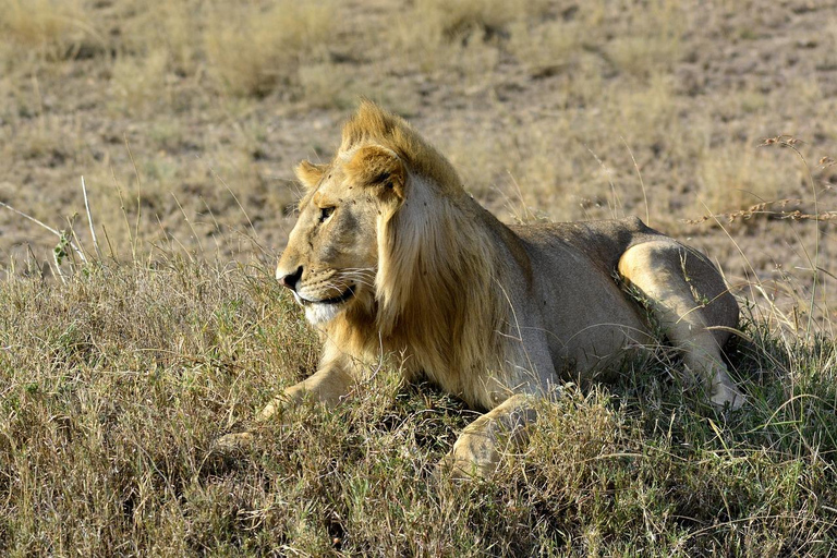 Overnight Safari to Amboseli from Nairobi