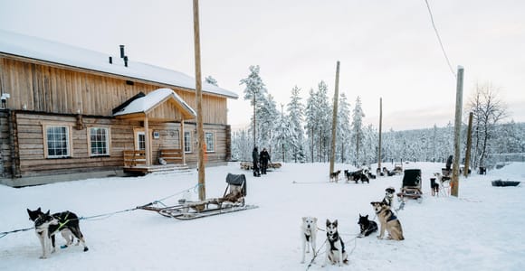 Running with the Pack, 5km Husky Ride and a Kennel Tour