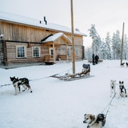 Corre con la manada, paseo de 5 km en trineo tirado por huskys y visita al criadero
