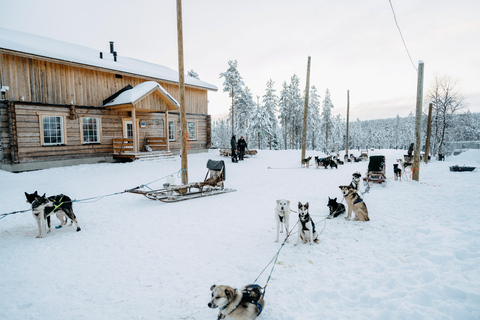 Running with the Pack, 5km Husky Ride and a Kennel Tour