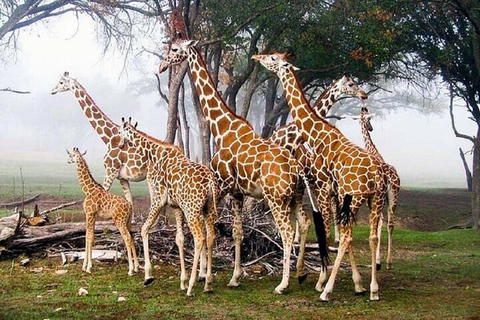 Nairobi: Karen Blixen Museum and Giraffe Center Tour