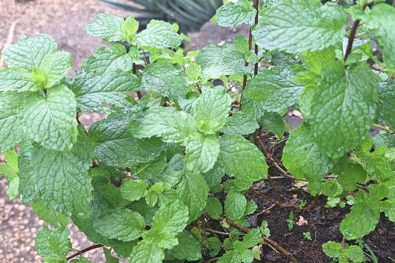Tropical cocktail tour to the west coast of Zanzibar Tropical cocktail tour to the west coast of Zanzibar, hotel pick-up