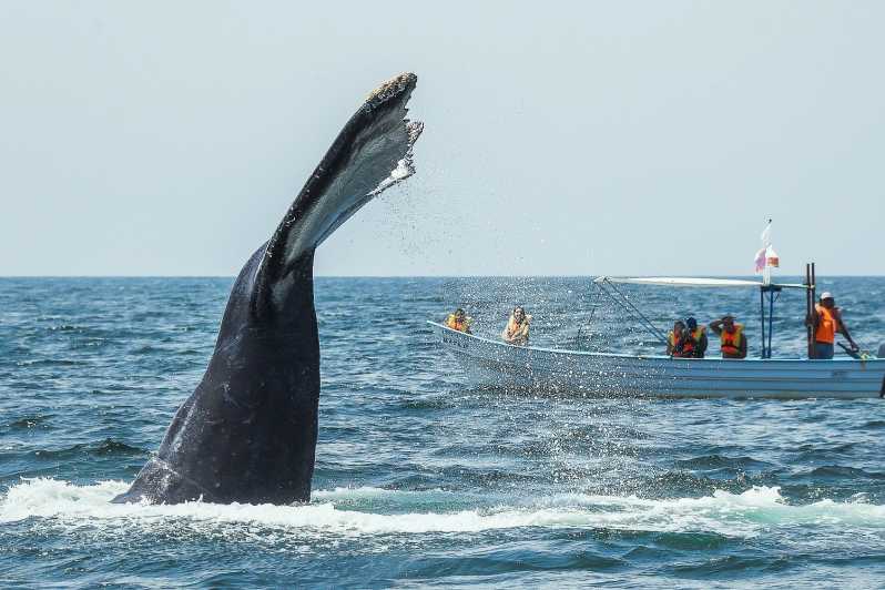 Buenaventura: Whale Watching Trip with Overnight Stay