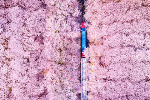 Seoul: Jinhae Cherry Blossom Tour with Busan Drop-off Option [Round Trip From Seoul] Jinhae Cherry Blossom Day Tour