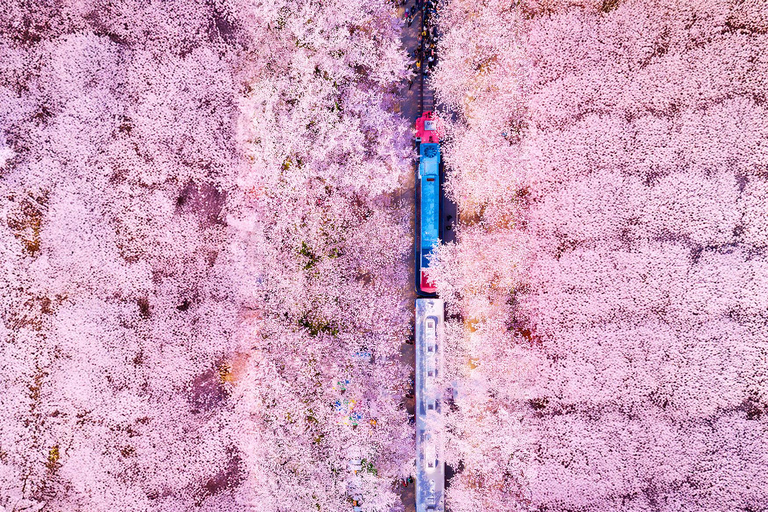 Seoul: Jinhae Cherry Blossom Tour with Busan Drop-off Option [Round Trip From Seoul] Jinhae Cherry Blossom Day Tour