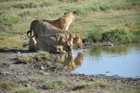 Safari 7 días confort gama media 3 noches Serengeti