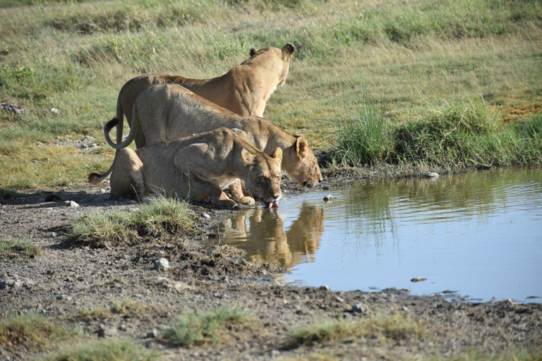 7 dagar Comfort Safari i mellanklass 3 nätter Serengeti