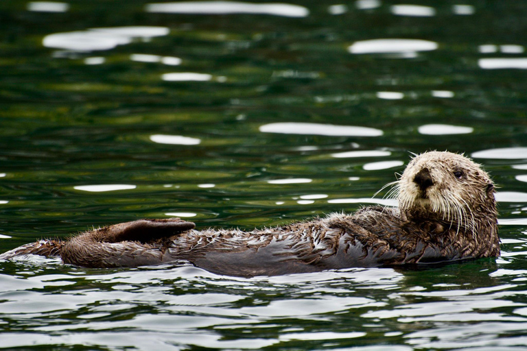 Homer, Alaska: Touring Kachemak Bay Tour