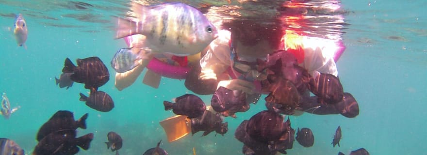 Bali : Excursion privée de plongée en apnée au Blue Lagoon et à Tanjung Jepun