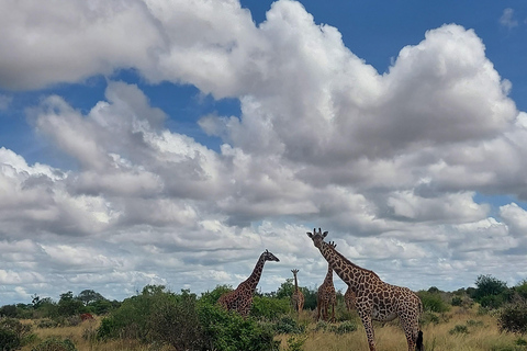 5-Day Amboseli & Tsavo East/West Safari with Salt Lick Stay
