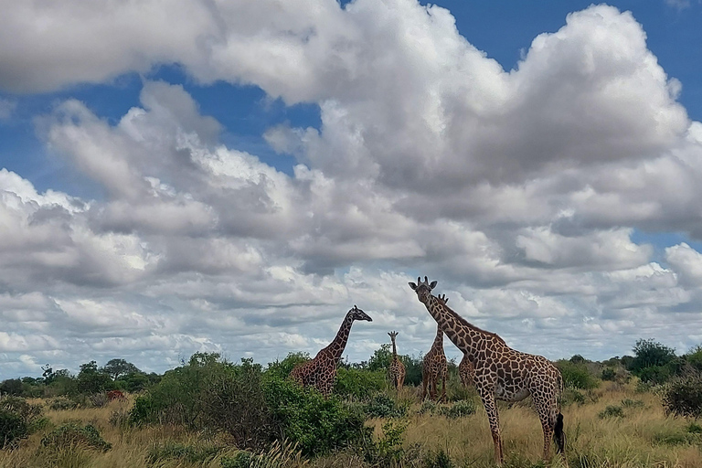 5-Day Amboseli & Tsavo East/West Safari with Salt Lick Stay