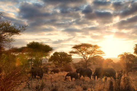 From Zanzibar: 1-Day Selous Safari with Flight & Lunch Selous Safari from Zanzibar – Without Transfer
