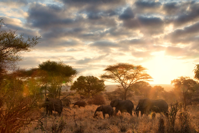 From Zanzibar: 1-Day Selous Safari with Flight & Lunch Selous Safari from Zanzibar – Without Transfer