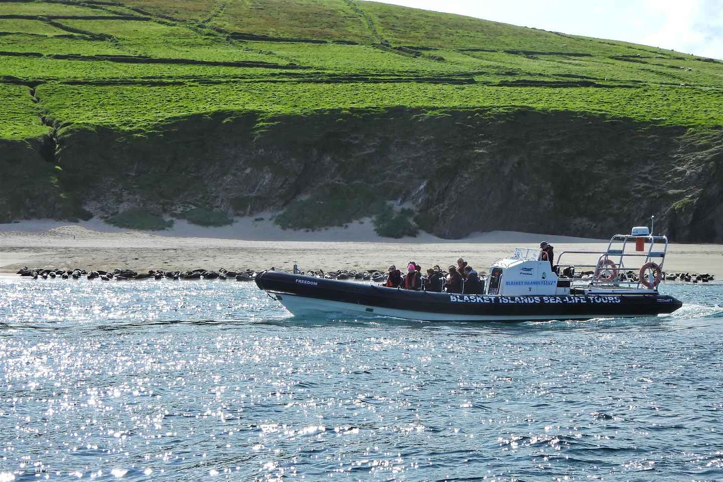 Dingle : Découverte Époustouflante de la Faune Marine des Îles Blasket en Bateau