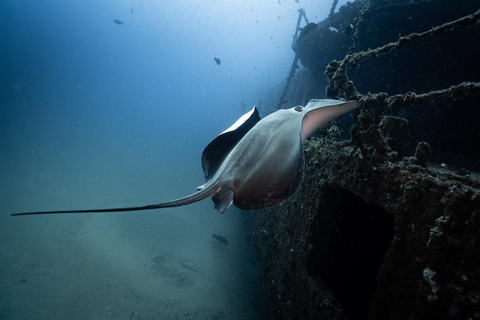 Sunshine Coast: Tauchgang im Schiffswrack der Ex-HMAS Brisbane