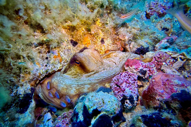 La Maddalena &amp; Lavezzi : plongée sous-marine pour les plongeurs certifiés.