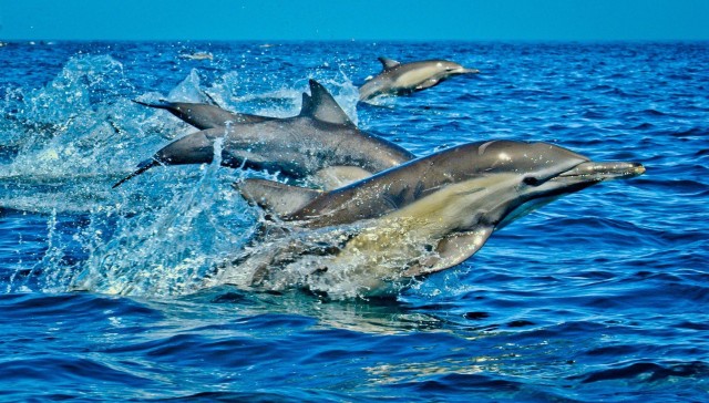 Dolphin Tour, Jozani Forest, Stone Town, The Island Pongwe