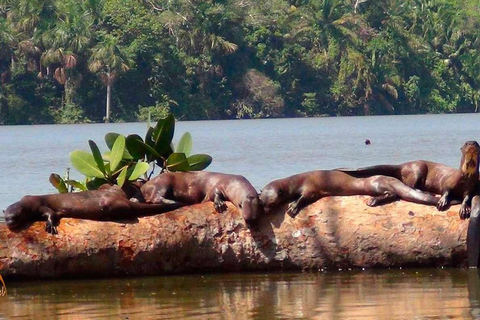 Jungle de Tambopata | Lac Sandoval + Île aux singes 4J/3N