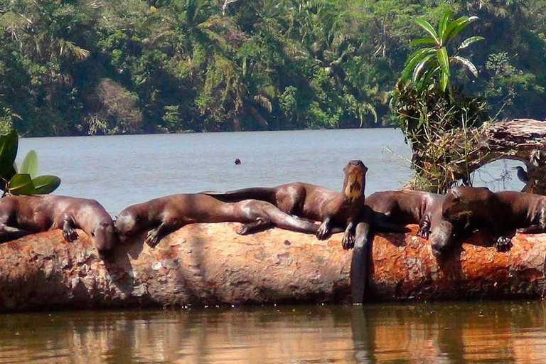 Jungle de Tambopata | Lac Sandoval + Île aux singes 4J/3N