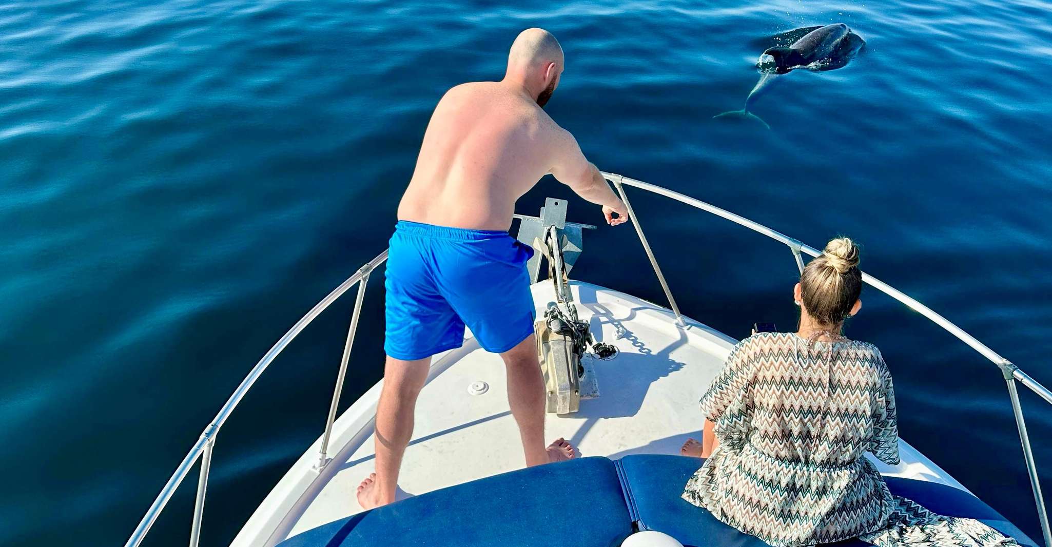 Desde Benalmádena & Torremolinos, viaje en barco de Dolphin Watch - Hizvo