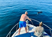 Von Benalmádena & Torremolinos, Dolphin Watch Bootsausflug - Hizvo